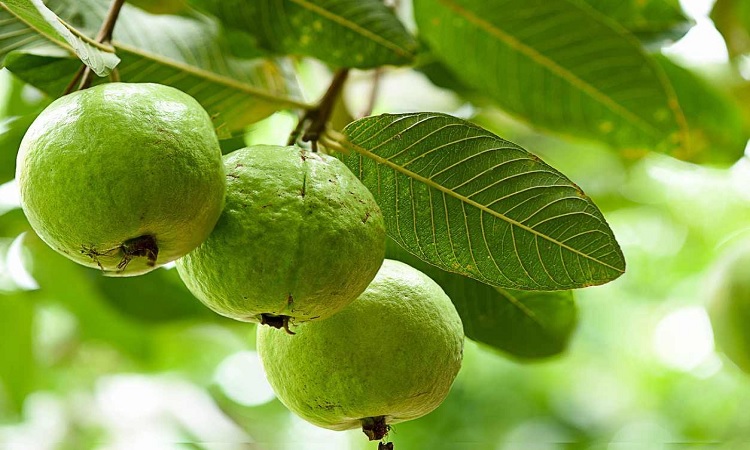 পেয়ারা পাতার উপকারিতা