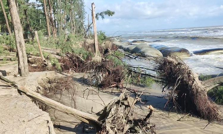 জোয়ারের ধাক্কায় বিলীন হচ্ছে কক্সবাজারের ঝাউবাগান