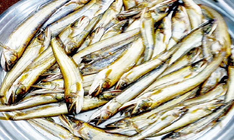 চলনবিলে চায়না দুয়ারী জালে অসহায় পোনা মাছ