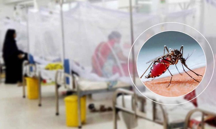 ডেঙ্গুতে একজনের মৃত্যু, হাসপাতালে ভর্তি ১৯৭