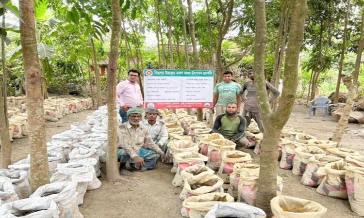 অল্প খরচে অধিক লাভে শালিখায় বাড়ছে বস্তায় আদা চাষ