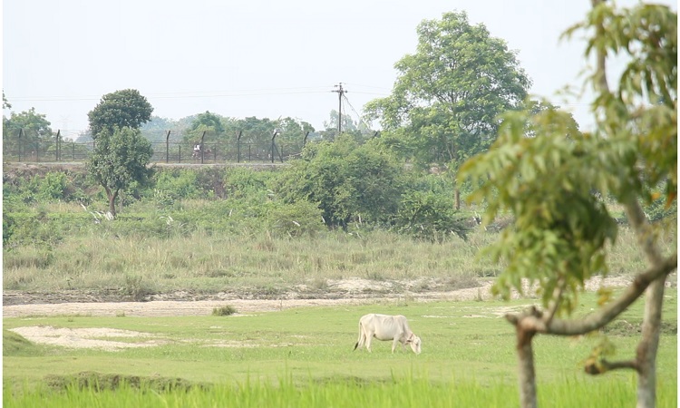 ঠাকুরগাঁওয়ের বিএসএফ’র গুলিতে যুবক আহত