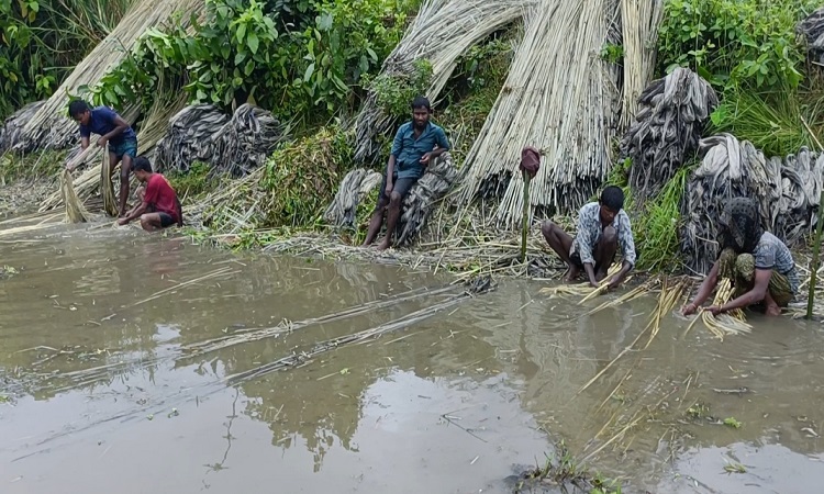 কুড়িগ্রামে বন্যা-খরায় পাটের আবাদে ব্যাপক ক্ষতি
