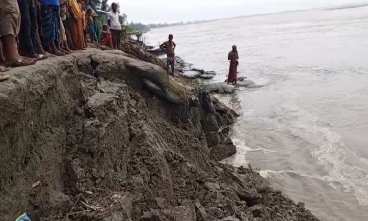 যমুনার ভাঙ্গনে বিলীন হচ্ছে চিনাডুলী বসতভিটা