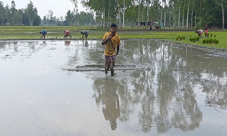 আমন আবাদে ব্যস্ত চাষীরা, রয়েছে বন্যার আশঙ্কা