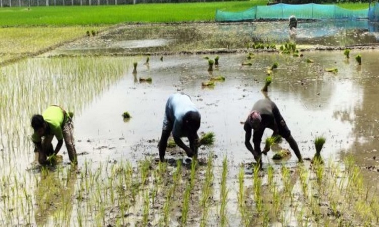 গোপালগঞ্জে চলছে আমন আবাদ, উৎপাদন লক্ষ্যমাত্রা ৩২ হাজার মেট্রিকটন