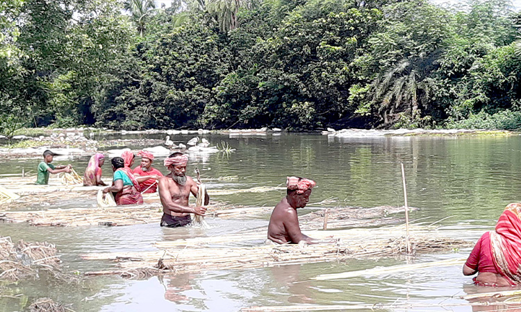 সিংড়ায় পাটের দাম নিয়ে সন্তুষ্ট নয় কৃষক