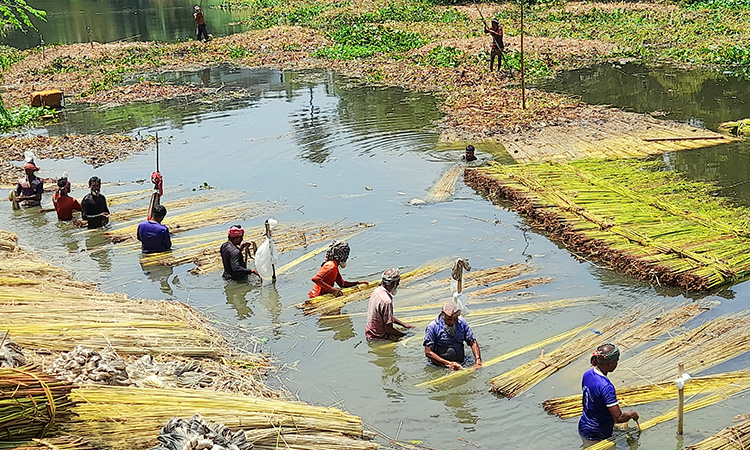 চাটমোহরে সোনালী আঁশ ছাড়াতে ব্যস্ত কৃষক