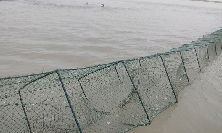 চলনবিল নদীতে চায়না জালে অবাধে মাছ নিধন