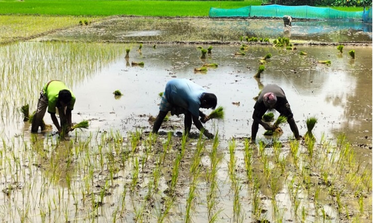 গোপালগঞ্জে আমন উৎপাদনের লক্ষ্যমাত্রা ৩২ হাজার টন
