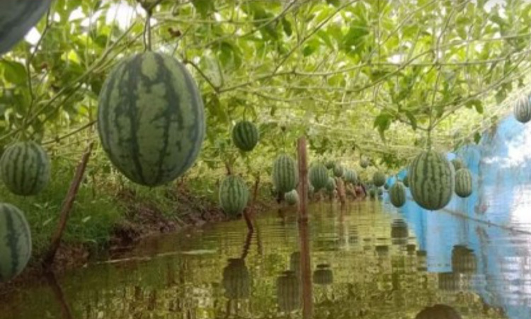 গোপালগঞ্জে বাড়ছে অসময়ের তরমুজ চাষের আবাদ