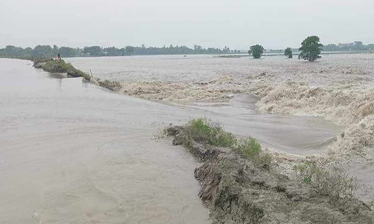 খুলনার পাইকগাছায় বেড়িবাঁধ ভেঙে প্লাবিত ৫ গ্রাম