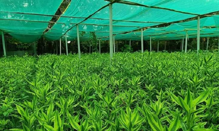 গাইবান্ধায় লাকি ব্যাম্বুতে উৎপাদিত পণ্য মধ্যপ্রাচ্যসহ বিভিন্ন দেশে