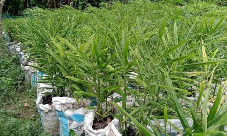 গোবিন্দগঞ্জে অকৃষি জমিতে বস্তায় আদা চাষ হয়ে উঠেছে জনপ্রিয়