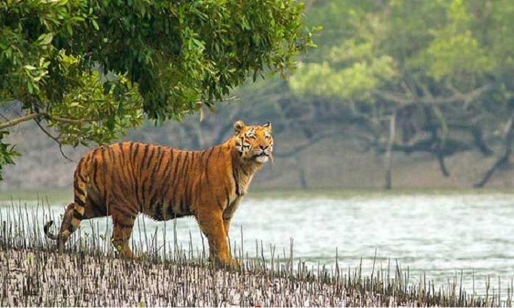 ১ সেপ্টেম্বর থেকে পর্যটকদের জন্য উন্মুক্ত সুন্দরবন