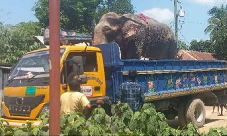 নির্যাতনের শিকার সেই হাতি উদ্ধার, মালিকের বিরুদ্ধে ব্যবস্থা