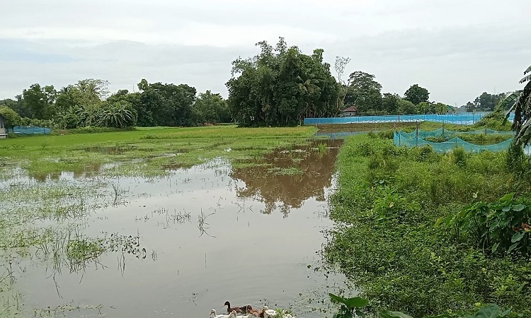 ব্রাহ্মণবাড়িয়ার কসবায় আমনের চারা সংকট দুশ্চিন্তায় কৃষক