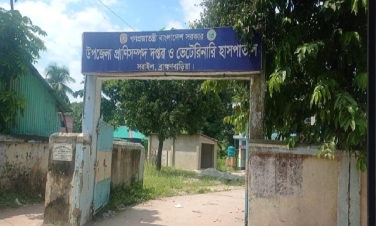 সরাইল উপজেলা প্রাণিসম্পদ কর্মকর্তার বিরুদ্ধে অনিয়ম দুর্নীতির অভিযোগ
