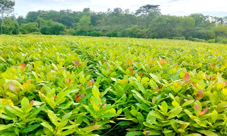 চারা সরবরাহ নিয়ে বিপাকে নার্সারী মালিক : ৩ কোটি টাকা ক্ষতির আশঙ্কা