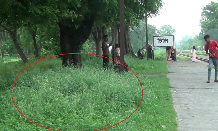 হিলি রেলওয়ে স্টেশন এলাকায় ছড়িয়ে পড়েছে বিষাক্ত পার্থেনিয়াম