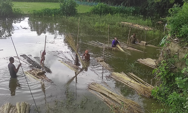 টাঙ্গাইলে পাটের বাম্পার ফলন, দাম ভালো হওয়ায় কৃষকের মুখে ফুটছে হাসি