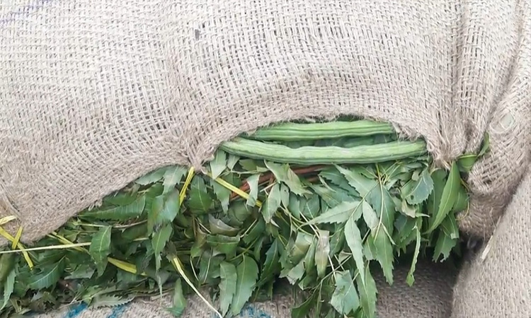 হিলি স্থলবন্দর দিয়ে সজনে ডাঁটা আমদানি শুরু