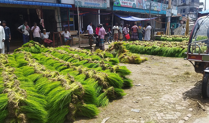 টাঙ্গাইলে জমে উঠেছে ধানের চারা বিক্রির হাট