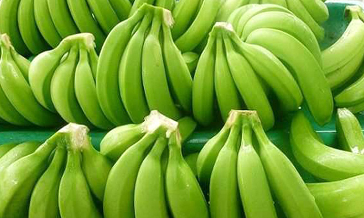 কাঁচা কলায় রয়েছে যত উপকারিতা