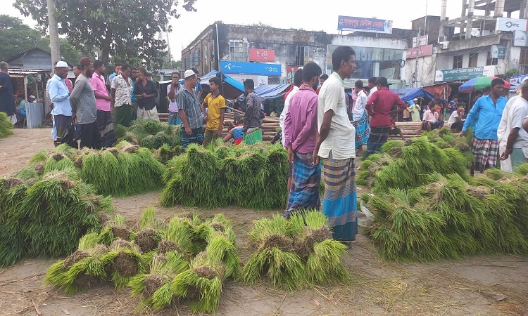 ব্রাহ্মণবাড়িয়ায় যে হাটে মিলে সব জাতের ধানের চারা