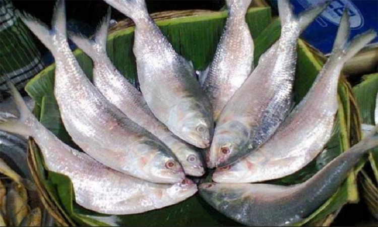 পূজায় ইলিশ পাঠাতে বাংলাদেশের কাছে ভারতের চিঠি