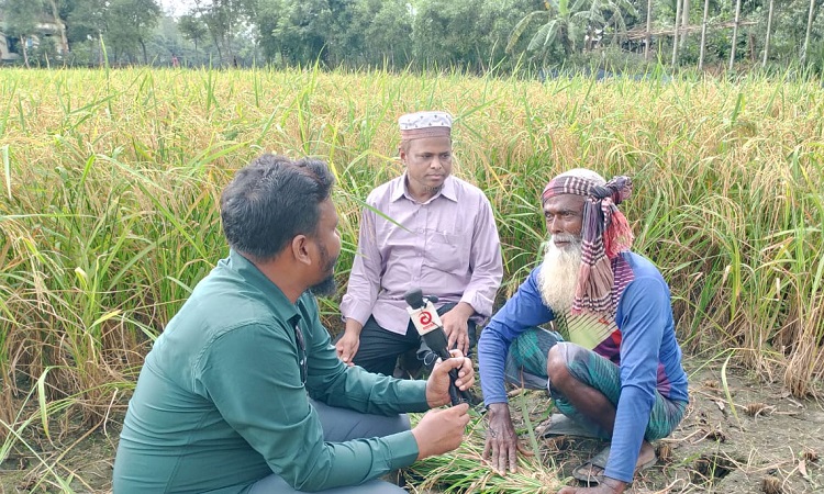 টাঙ্গাইলে এক জমিতে বছরে ৪ বার ফসল উৎপাদন করে সফল শফিকুল