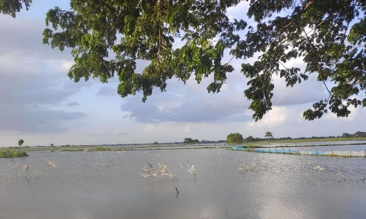 তালায় ৩৩ বিঘা জলমহাল বেদখল, ৪০ লক্ষ টাকা রাজস্ব বঞ্চিত সরকার