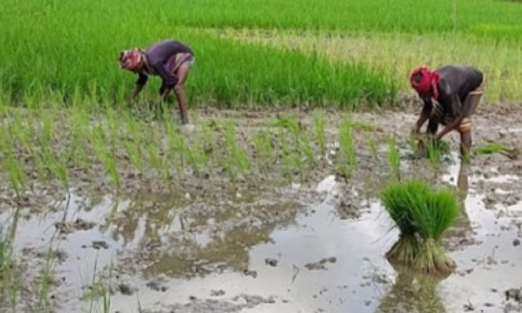 শরণ‌খোলায় আমন আবাদে ব্যস্ত চাষিরা