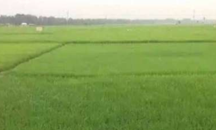 দিগন্ত জোড়া সবুজে ঘেরা হাকিমপুরের বিস্তীর্ণ ফসলের মাঠ