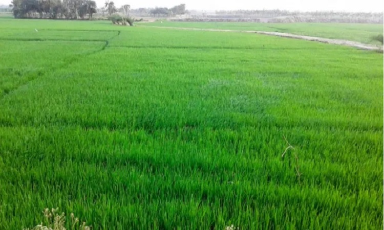 দুইদিনের বৃষ্টিতে সতেজতা ফিরেছে আমনক্ষেতে