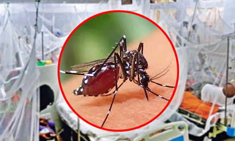 ডেঙ্গুতে ৫ জনের মৃত্যু, হাসপাতালে ভর্তি ৮৭২