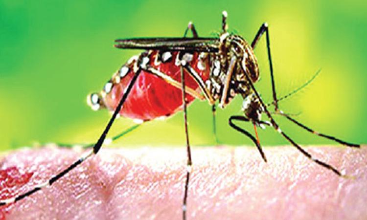 ডেঙ্গুতে ৬ জনের মৃত্যু, হাসপাতালে ভর্তি ৮৬৫