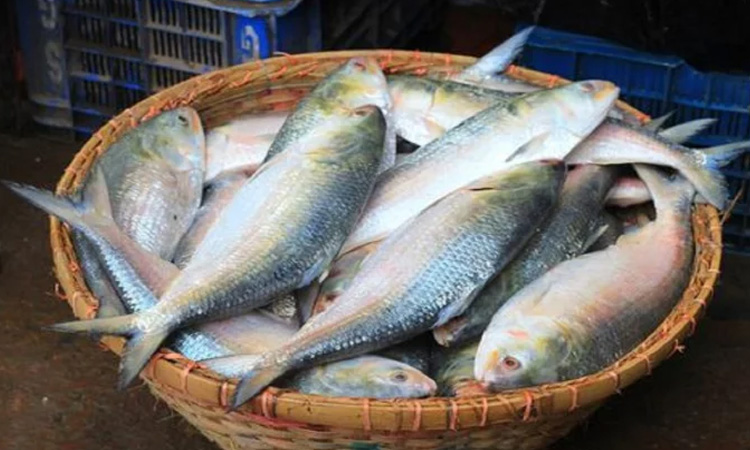ভারতে ৩ হাজার টন ইলিশ রফতানির অনুমতি