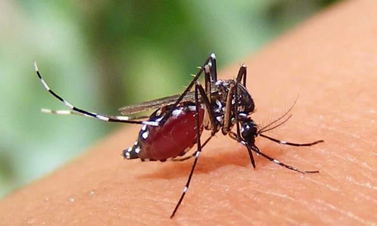 ডেঙ্গুতে আরও ৩ জনের মৃত্যু, হাসপাতালে ভর্তি ৮০১