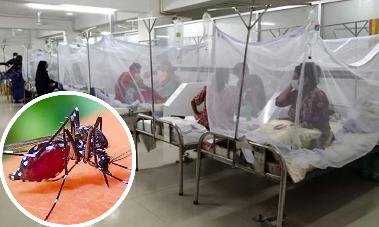 ডেঙ্গুতে আরও ৩ মৃত্যু, হাসপাতালে ভর্তি ৮২৯ জন