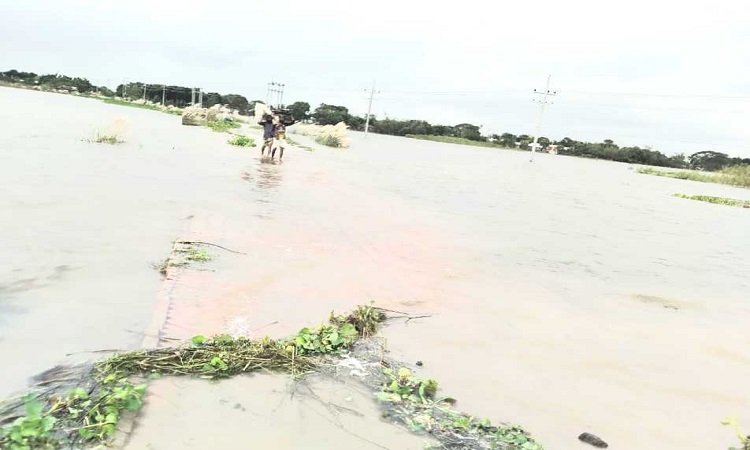 দৌলতপুরে ২৪ কোটি টাকার ক্ষতির শঙ্কায় কৃষক