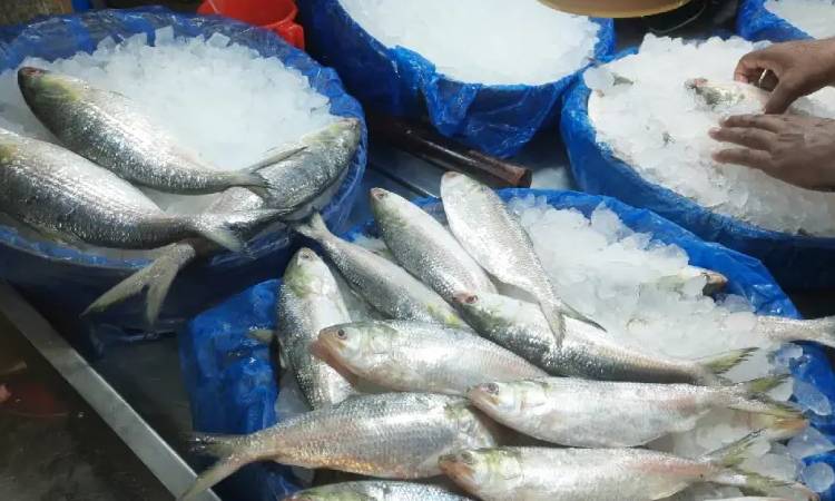 কলকাতার বাজারে বাংলাদেশের ইলিশ, দাম পড়ছে কত?