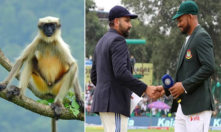 কানপুর টেস্টে বানরের আক্রমণ থেকে বাঁচতে লেঙ্গুর নিয়োগ