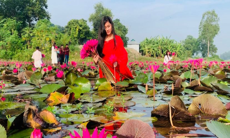 টাঙ্গাইলে লাল শাপলা মুগ্ধ করছে প্রকৃতিপ্রেমীদের