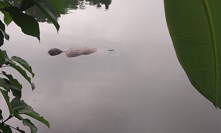 কালীগঞ্জে পানিতে ডুবে বৃদ্ধের মৃত্যু
