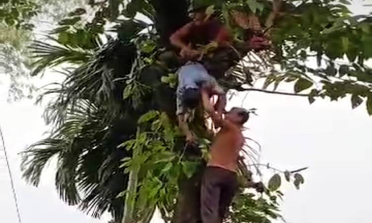 ডাল কাটতে গিয়ে বিদ্যুতায়িত হয়ে নিহত ১