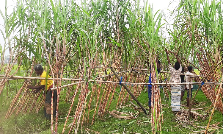 সিংড়ায় ফিলিপাইনের আখ চাষে সফল উদ্যোক্তা সাগর