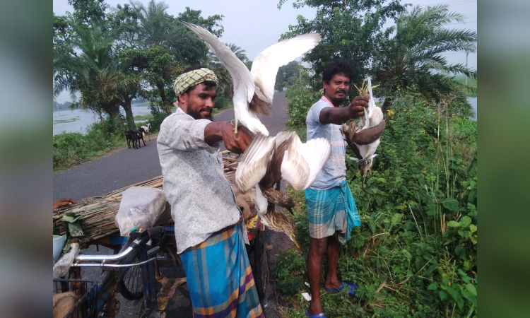 সাংবাদিকের হস্তক্ষেপে মুক্ত আকাশে ডানা মেললো ৪০ বক