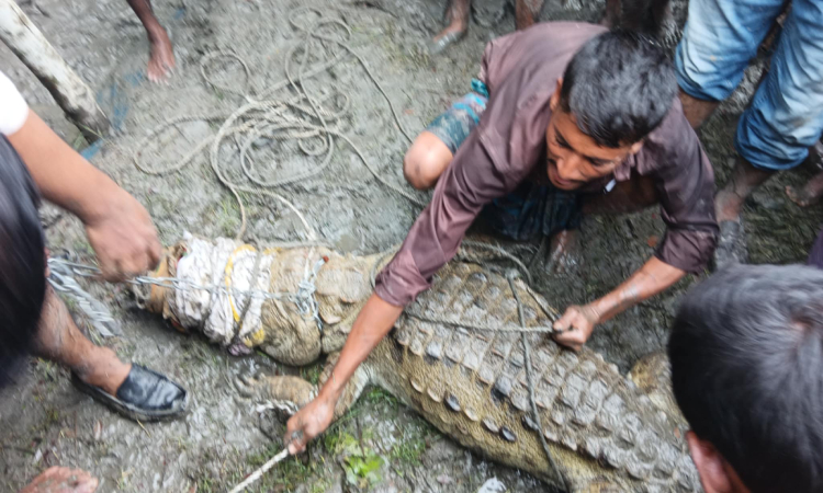 রায়পুরের দুর্গম চরে কুমির, ধরা পড়লো স্থানীয়দের হাতে
