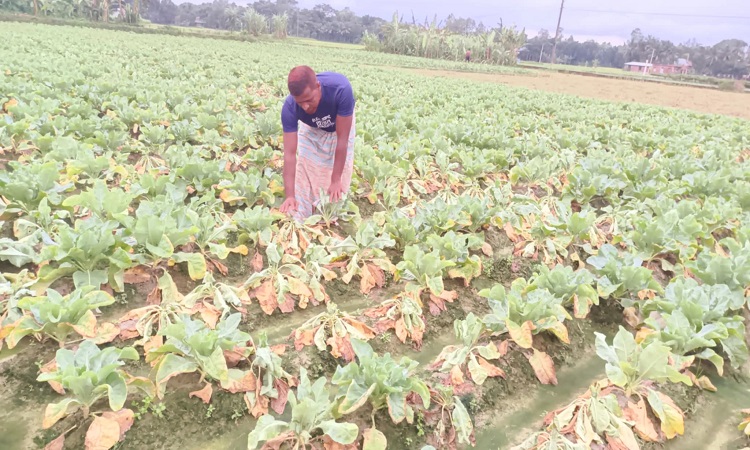 কৃষি অফিসের দায়িত্বহীনতা, বিপাকে সবজি চাষিরা